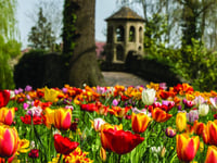 Dunsborough Park opens for annual tulip festival