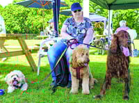 Sally's 100 dog walk