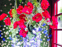 Brookwood in bloom turns old phone box into poppy field