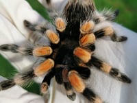 Hitchhiking tarantula rescued from local service station