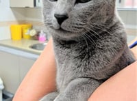 Missing cat Smokey found 80 miles from home