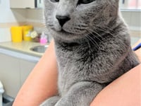 Missing cat Smokey found 80 miles from home