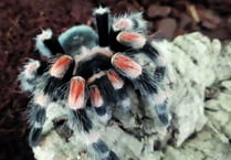Aragog the hitchhiking tarantula finds new home