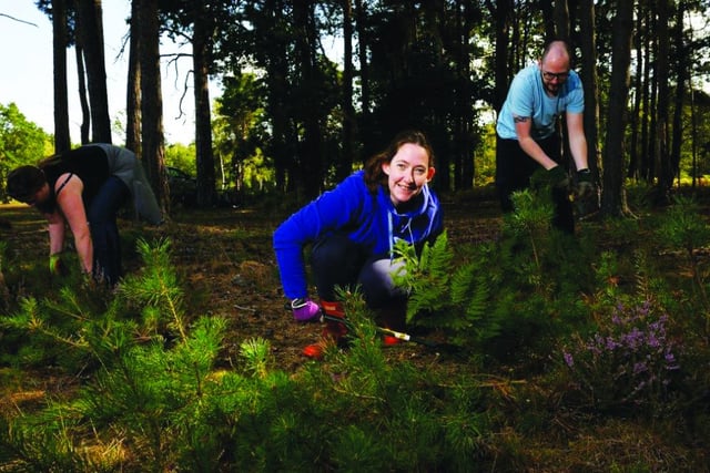 McLaren staff tidy up common
