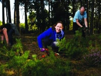 McLaren staff tidy up common