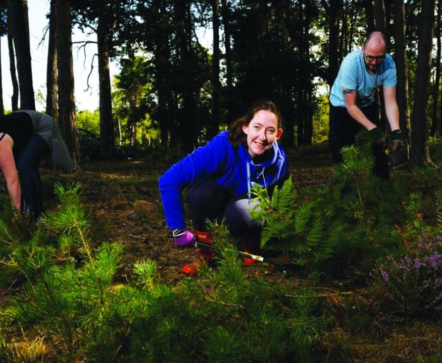 McLaren staff tidy up common