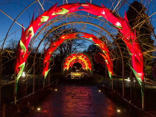 Wisley Glows up for Christmas