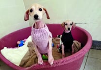 Dumped puppies love their Christmas jumpers