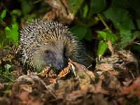 SWT hedgerow project receives Lottery boost
