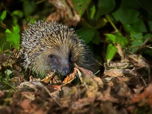 SWT hedgerow project receives Lottery boost