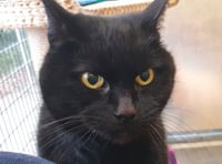 Hicks reunited with owners after six years