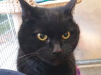 Hicks reunited with owners after six years