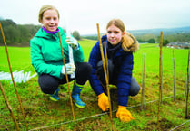 Woking guides battle climate crisis with 200-meter hedge