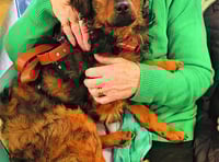Thomas the wonder dog unlocks hidden memories