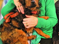 Thomas the wonder dog unlocks hidden memories