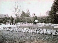 When Chobham embraced the beet generation