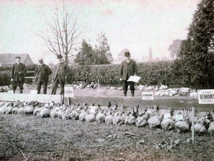 When Chobham embraced the beet generation