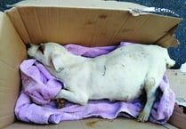 Abandoned dog loses litter