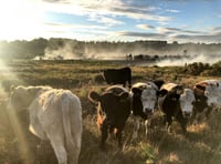 SWT issues plea to public over Chobham Common fire