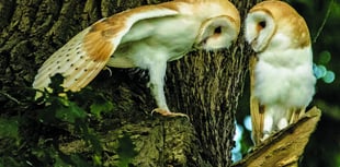 Wildlife photographers put glorious images online