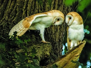 Wildlife photographers put glorious images online