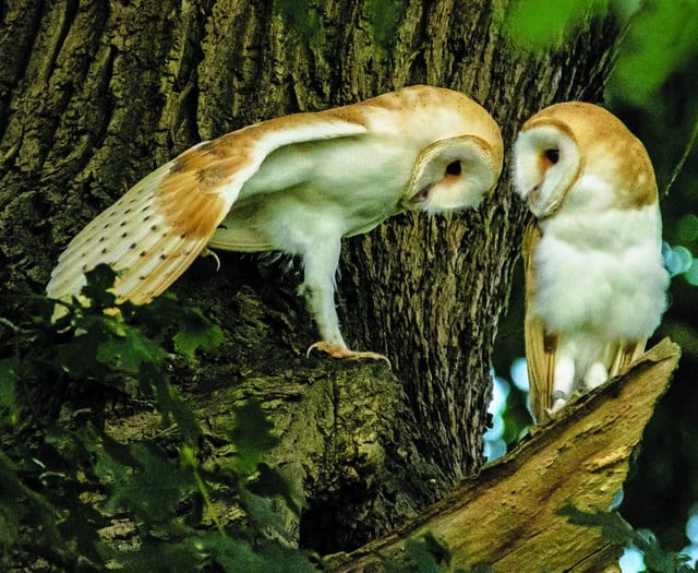 Wildlife photographers put glorious images online