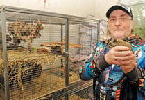 Animal lover fears eviction over pet degus