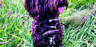 Therapy dog Bilbo puts patients and staff at ease