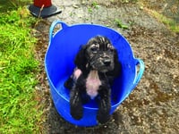 Abandoned pup grows up to be a police sniffer dog