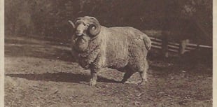 Traders take advantage of postcard craze