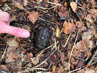 Mum steps on hand grenade during walk on common