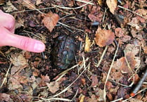 Mum steps on hand grenade during walk on common