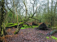 Project to turn former golf course back to nature