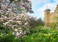 The beauty of blossom