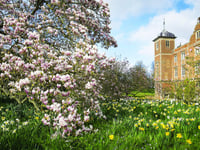 The beauty of blossom
