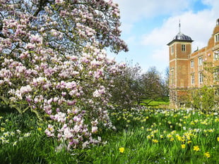 The beauty of blossom