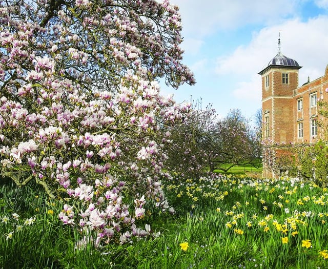 The beauty of blossom