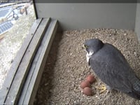 New pair of peregrines lay eggs in council nestbox