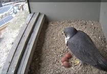 New pair of peregrines lay eggs in council nestbox