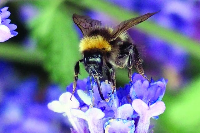 Are you a bee buddy