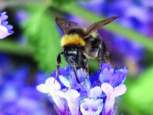 Are you a bee buddy
