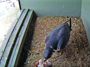Be captivated by Woking’s peregrine falcon chicks