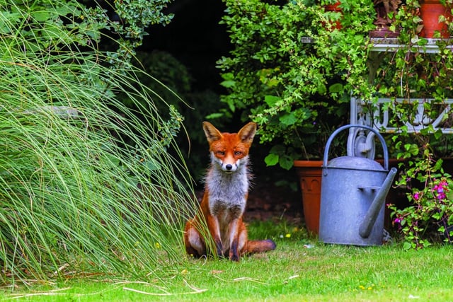 People's Trust calls for animal reports for Living with Mammals survey