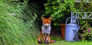 People's Trust calls for animal reports for Living with Mammals survey
