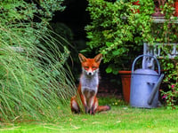 People's Trust calls for animal reports for Living with Mammals survey