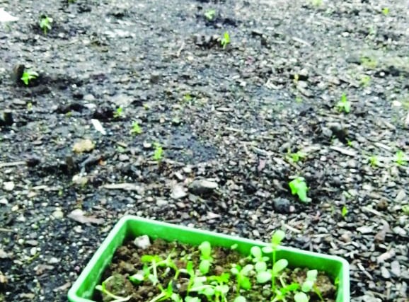 Store agrees Christmas pud donation after sunflower display is killed