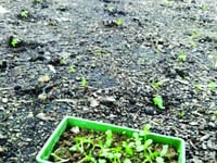 Store agrees Christmas pud donation after sunflower display is killed