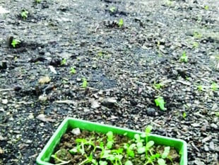 Store agrees Christmas pud donation after sunflower display is killed