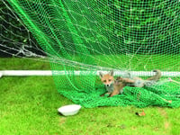 Garden football netting a danger to wildlife
