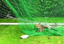 Garden football netting a danger to wildlife